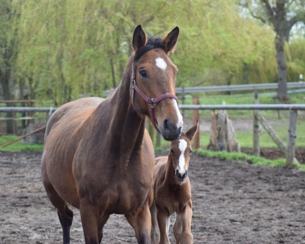 broodmare Piamola (German Sport Horse, 2011, from Pilot's Letzter)