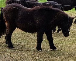 horse Muck von der Känelmatt (Shetland Pony, 1991, from Mustang von den Drei Tannen)