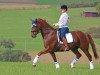 dressage horse LIesel (Hanoverian, 2010, from Bonifatius)