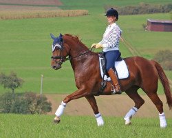 dressage horse LIesel (Hanoverian, 2010, from Bonifatius)