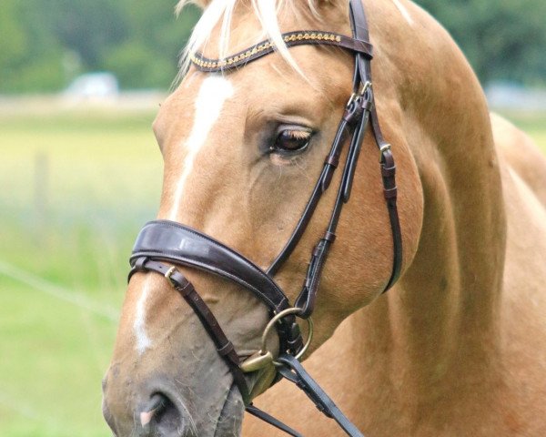 Pferd Michel aus Löneberga (Deutsches Sportpferd, 2015, von Magic Memphis)