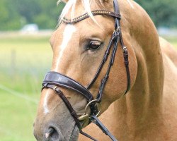 Pferd Michel aus Löneberga (Deutsches Sportpferd, 2015, von Magic Memphis)