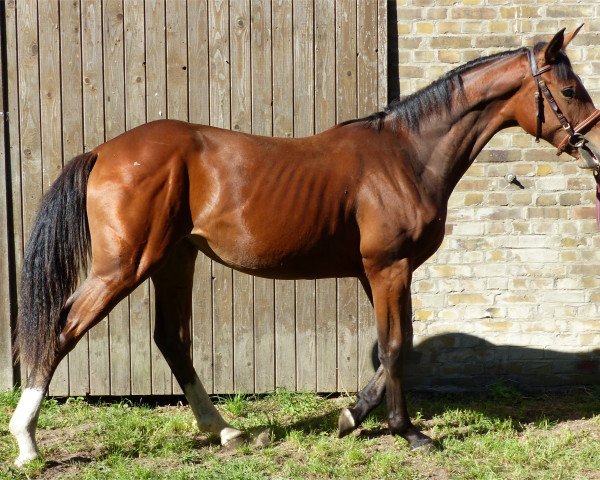 broodmare Cepilia (German Sport Horse, 2017, from Cloud number nine)