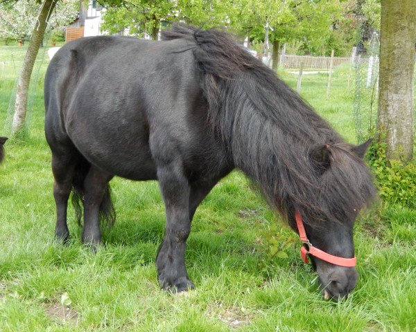 horse Onna v.d.Strengen (Shetland Pony, 1999, from Jeffry van de Viersprong)