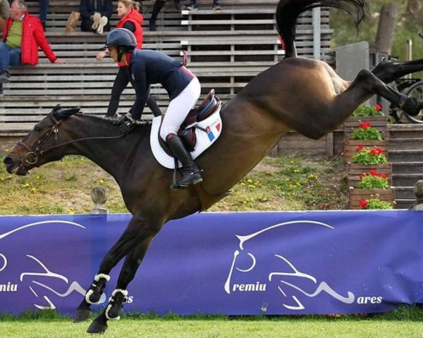 Zuchtstute Dark Lady du Val du Geer (Belgium Sporthorse, 2009, von Toulon)