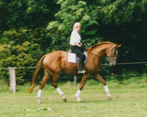 Dressurpferd Peronne (Rheinländer, 1996, von Estell 7)
