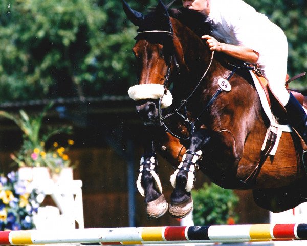 Zuchtstute Zidonie (Holsteiner, 1984, von Caletto II)