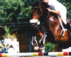 Pferd Zidonie (Holsteiner, 1984, von Caletto II)