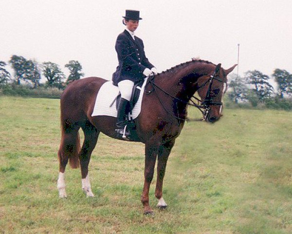 broodmare Hillechien (KWPN (Royal Dutch Sporthorse), 1989, from Purioso)