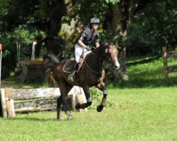 jumper Isselhook's Fendi (Trakehner, 2011, from Zenit)