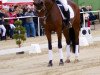 dressage horse Hypothese K (Hanoverian, 2012, from Hofrat)