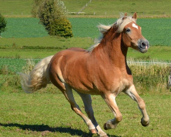 horse Nemo (Haflinger, 2003, from Nebos I (3,125% ox))