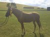 broodmare Z"thens Contessa (German Riding Pony, 2013, from Dimension AT NRW)