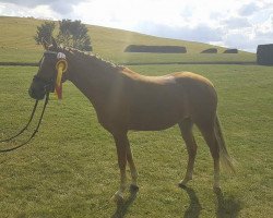 broodmare Z"thens Contessa (German Riding Pony, 2013, from Dimension AT NRW)