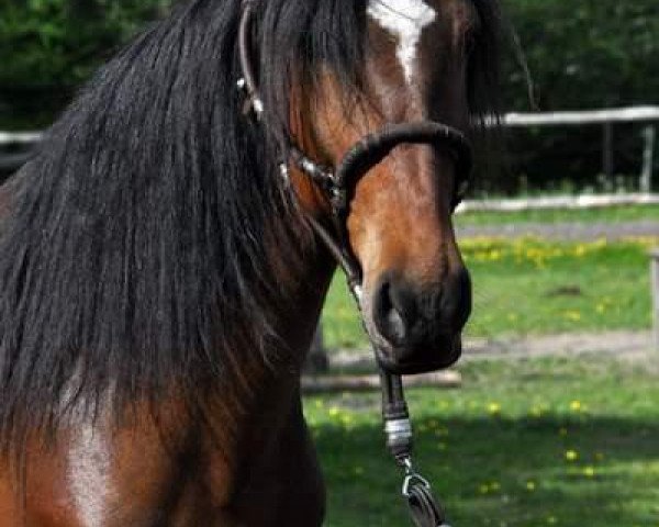 broodmare Noella Rv (Peruvian Paso, 2005)