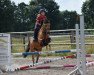 dressage horse Litus von Holsteinsberg (German Riding Pony, 2007, from Coelenhage's Lord)