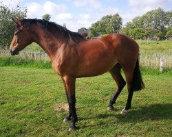 broodmare Bella de Plaisir (Oldenburg show jumper, 2017, from Diamant de Plaisir)