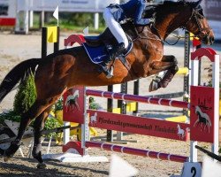 jumper Cerona Von Hof CH (Swiss Warmblood, 2004, from Cernunnus von Hof)