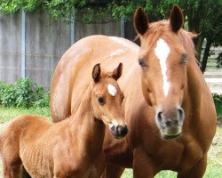 Zuchtstute Flashy Racing Lady (Quarter Horse, 2001, von Pocos Flashy Jac)