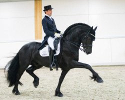 dressage horse Elias 494 (Friese, 2009, from Jorn)