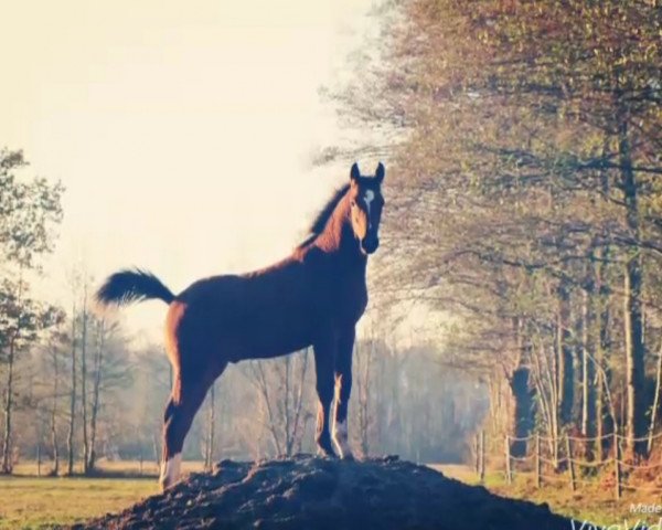 dressage horse Calibo (German Warmblood, 2015, from Christ)
