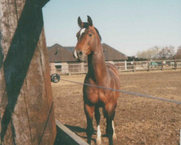 stallion Picadeur (Oldenburg, 1983, from Pik Trumpf)