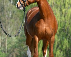 broodmare Arabella 638 (Bavarian, 2007, from Don Argentinus)