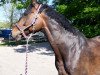 dressage horse Kavon 2 (Mecklenburg, 2009, from Korlandus)