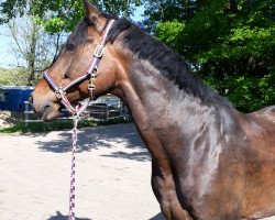 dressage horse Kavon 2 (Mecklenburg, 2009, from Korlandus)