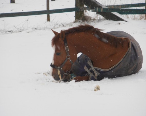 horse Colorado EL (Holsteiner, 2005, from Coriando)