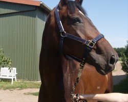 broodmare Zarina 92 (Holsteiner, 2007, from Favoritas xx)