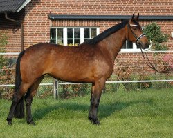 broodmare California W (Hanoverian, 2012, from Conteur)