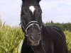 dressage horse Raffaello 44 (Bavarian, 2002, from Romantiko)