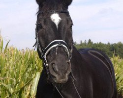 dressage horse Raffaello 44 (Bavarian, 2002, from Romantiko)