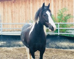 dressage horse Lugh Taranis Skywalker (Tinker / Irish Cob / Gypsy Vanner, 2013, from Cairain)