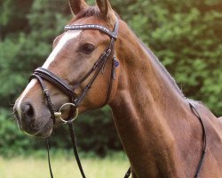 Springpferd Richmond Royal GMH (Westfale, 2013, von Rio de Nero)