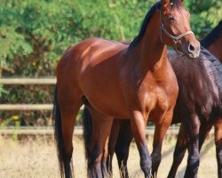 horse Doktor´s Rubina (Oldenburger, 2013, from Dr. Jackson D)