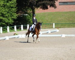 broodmare Polly das Pony (German Riding Pony, 2012, from Palolo Kid)