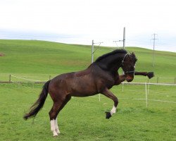 jumper Varall Lehn CH (Swiss Warmblood, 2003, from Voltaire)