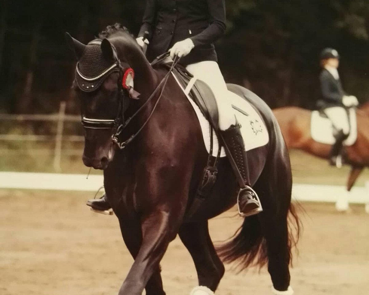 Dressurpferd Imposant 27 (Trakehner, 2012, von All Inclusive)
