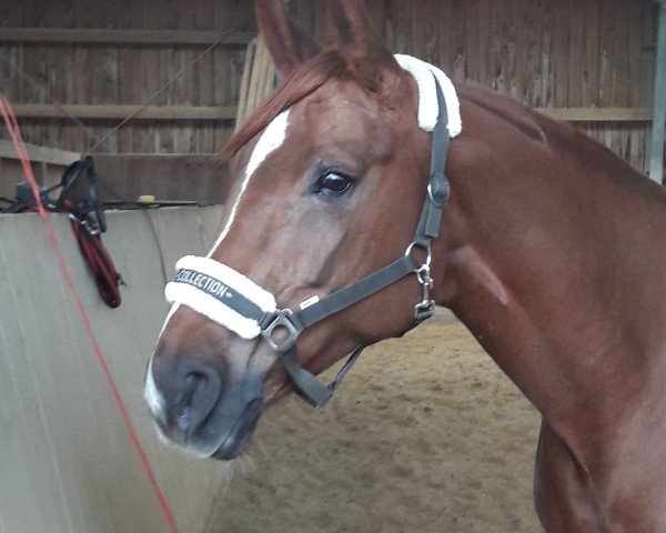 dressage horse Hillary (Austrian Warmblood, 2010, from Fit for Fun)