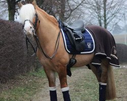 Deckhengst Nastor (6,25% ox) (Haflinger, 2003, von Nostradamus (3,125% ox))