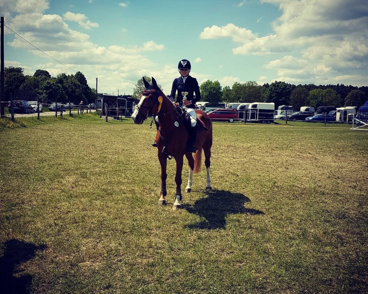 jumper Persea 4 (Czech Warmblood, 2004, from Baxte de Quettehou)