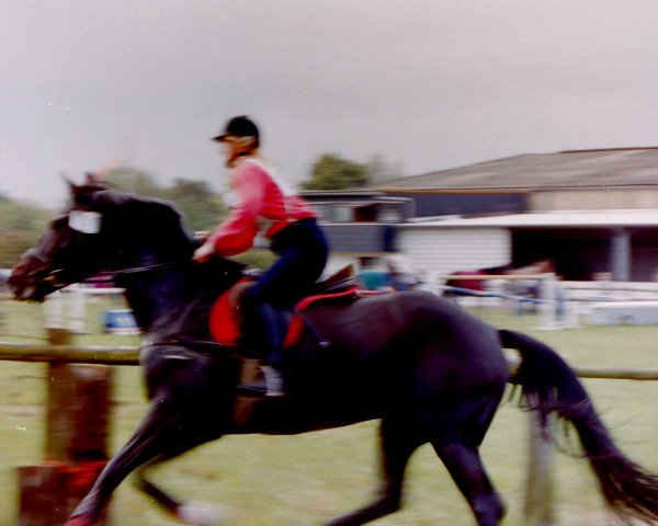 broodmare Reykja 7 (Rhinelander, 1981, from Rhodos)