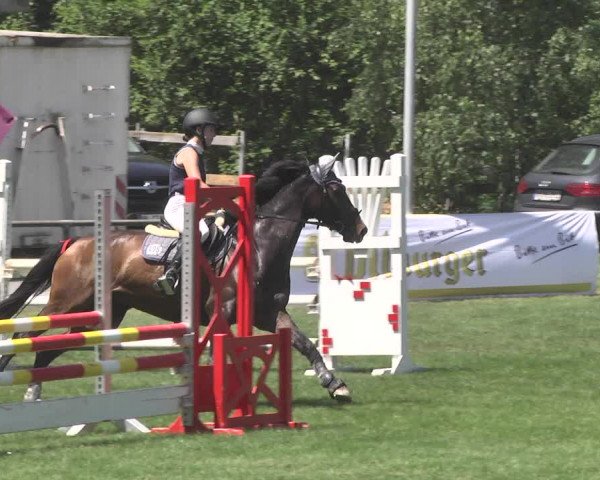 Reitturnier Leingarten 2017