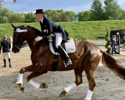 dressage horse Der Tanzprofi (Westphalian, 2008, from Dancing Dynamite)