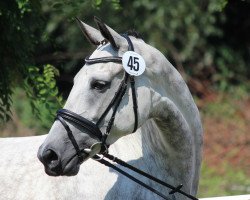 broodmare Caira (Trakehner, 2012, from Connery)