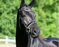 dressage horse Royal Nobless (Oldenburg, 2014, from Don Nobless)