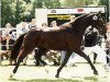 broodmare Rhapsodie (Oldenburg, 1995, from Lord Liberty G)