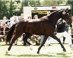 broodmare Rhapsodie (Oldenburg, 1995, from Lord Liberty G)